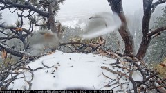 2022-12-11 20_47_02-Big Bear Bald Eagle Live Nest Cam - YouTube – Maxthon.jpg
