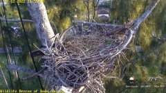 2022-12-12 22_55_59-Wildlife Rescue of Dade County Eagle Nest Cam - YouTube – Maxthon.jpg