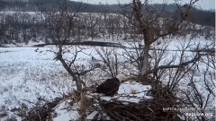 2022-12-13 22_59_11-Decorah Eagles - North Nest powered by EXPLORE.org - YouTube – Maxthon.jpg