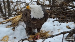 2022-12-13 22_59_55-Decorah Eagles - North Nest powered by EXPLORE.org - YouTube – Maxthon.jpg