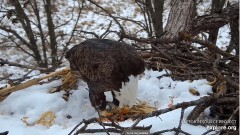 2022-12-13 23_00_10-Decorah Eagles - North Nest powered by EXPLORE.org - YouTube – Maxthon.jpg