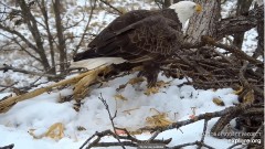 2022-12-13 23_13_16-Decorah Eagles - North Nest powered by EXPLORE.org - YouTube – Maxthon.jpg
