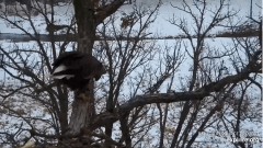 2022-12-13 23_13_26-Decorah Eagles - North Nest powered by EXPLORE.org - YouTube – Maxthon.jpg