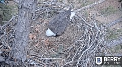 2022-12-13 23_23_30-Berry College Eagle Cams - 2022 – Maxthon.jpg