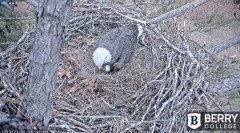 2022-12-13 23_27_32-Berry College Eagle Cams - 2022 – Maxthon.jpg