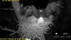 2022-12-14 22_58_47-Wildlife Rescue of Dade County Eagle Nest Cam - YouTube – Maxthon.jpg