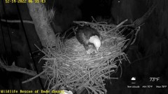 2022-12-14 22_57_04-Wildlife Rescue of Dade County Eagle Nest Cam - YouTube – Maxthon.jpg