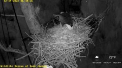 2022-12-14 22_57_36-Wildlife Rescue of Dade County Eagle Nest Cam - YouTube – Maxthon.jpg
