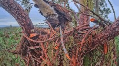 2022-12-15 22_39_25-SuperBeaks Live Cam Bald Eagle Nest ! 2 Eggs Hatched! #bobblehead #baldeagle #li.jpg