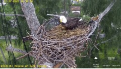 2022-12-17 21_28_56-Wildlife Rescue of Dade County Eagle Nest Cam - YouTube – Maxthon.jpg