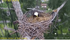 2022-12-17 21_29_11-Wildlife Rescue of Dade County Eagle Nest Cam - YouTube – Maxthon.jpg