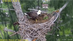 2022-12-18 23_19_51-Wildlife Rescue of Dade County Eagle Nest Cam - YouTube – Maxthon.jpg