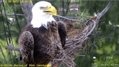 2022-12-18 23_20_03-Wildlife Rescue of Dade County Eagle Nest Cam - YouTube – Maxthon.jpg