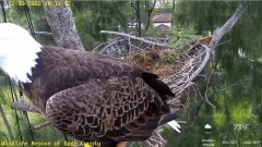 2022-12-18 23_20_15-Wildlife Rescue of Dade County Eagle Nest Cam - YouTube – Maxthon.jpg