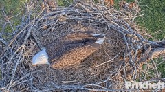 2022-12-18 23_42_22-Southwest Florida Eagle Cam - Cam 1 - YouTube – Maxthon.jpg