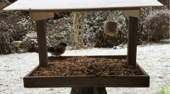 2022-12-19 14_00_33-Bird feeder - live cam 19.12.2022, West Germany - YouTube – Maxthon.jpg