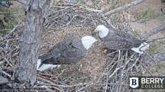 2022-12-19 23_09_05-Berry College Eagle Cams - 2022 – Maxthon.jpg