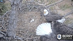 2022-12-19 23_09_41-Berry College Eagle Cams - 2022 – Maxthon.jpg