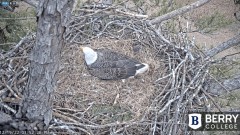 2022-12-19 23_09_49-Berry College Eagle Cams - 2022 – Maxthon.jpg