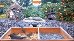 2022-12-20 21_56_34-LIVE 4K Wild Animal & Bird Feeder Cam - Hedgehog & Bird Watching - YouTube – Max.jpg