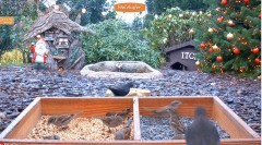 2022-12-20 21_56_30-LIVE 4K Wild Animal & Bird Feeder Cam - Hedgehog & Bird Watching - YouTube – Max.jpg