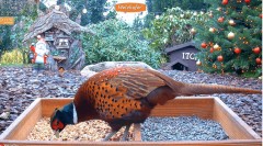2022-12-20 21_54_57-LIVE 4K Wild Animal & Bird Feeder Cam - Hedgehog & Bird Watching - YouTube – Max.jpg
