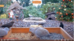 2022-12-20 21_54_52-LIVE 4K Wild Animal & Bird Feeder Cam - Hedgehog & Bird Watching - YouTube – Max.jpg