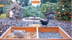 2022-12-20 21_54_31-LIVE 4K Wild Animal & Bird Feeder Cam - Hedgehog & Bird Watching - YouTube – Max.jpg