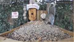 2022-12-21 15_24_24-bird table watch LIVE in the woods uk - YouTube – Maxthon.jpg