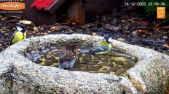 2022-12-21 15_41_18-LIVE Bird Bath Cam - YouTube – Maxthon.jpg