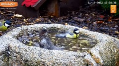 2022-12-21 15_41_19-LIVE Bird Bath Cam - YouTube – Maxthon.jpg