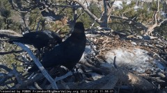 2022-12-21 22_41_07-Big Bear Bald Eagle Live Nest Cam - YouTube – Maxthon.jpg