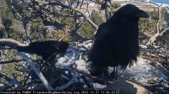 2022-12-21 22_41_11-Big Bear Bald Eagle Live Nest Cam - YouTube – Maxthon.jpg
