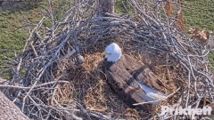 2022-12-21 22_47_19-Southwest Florida Eagle Cam - Cam 1 - YouTube – Maxthon.jpg