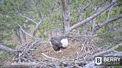 2022-12-22 22_43_45-Berry College Eagle Cams - 2022 – Maxthon.jpg