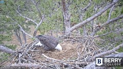 2022-12-22 22_44_27-Berry College Eagle Cams - 2022 – Maxthon.jpg