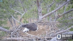 2022-12-22 22_44_38-Berry College Eagle Cams - 2022 – Maxthon.jpg