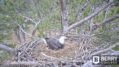 2022-12-22 22_44_49-Berry College Eagle Cams - 2022 – Maxthon.jpg