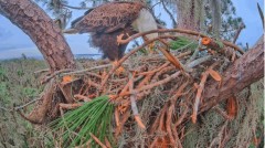 2022-12-22 22_50_50-SuperBeaks Kamera na żywo Gniazdo łysego orła! Nowe Orły! #bobblehead #eagle #tr.jpg