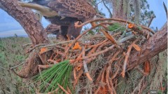 2022-12-22 22_51_06-SuperBeaks Kamera na żywo Gniazdo łysego orła! Nowe Orły! #bobblehead #eagle #tr.jpg