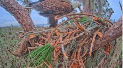 2022-12-22 22_51_42-SuperBeaks Kamera na żywo Gniazdo łysego orła! Nowe Orły! #bobblehead #eagle #tr.jpg
