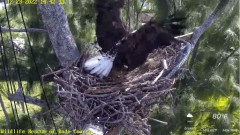 2022-12-23 22_15_02-(1) Wildlife Rescue of Dade County Eagle Nest Cam - YouTube – Maxthon.jpg