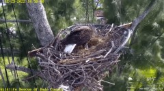 2022-12-23 22_15_23-(1) Wildlife Rescue of Dade County Eagle Nest Cam - YouTube – Maxthon.jpg