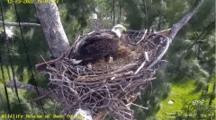 2022-12-23 22_15_34-(1) Wildlife Rescue of Dade County Eagle Nest Cam - YouTube – Maxthon.jpg