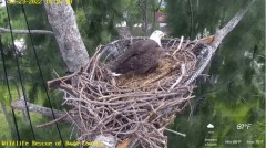 2022-12-23 22_15_46-(1) Wildlife Rescue of Dade County Eagle Nest Cam - YouTube – Maxthon.jpg