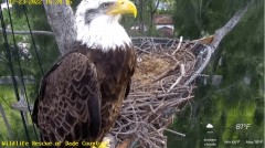 2022-12-23 22_15_51-(1) Wildlife Rescue of Dade County Eagle Nest Cam - YouTube – Maxthon.jpg