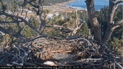 2022-12-23 22_55_31-Kamera na żywo z gniazda Big Bear Bald Eagle – YouTube – Maxthon.jpg