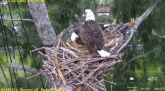 2022-12-26 23_24_15-Wildlife Rescue of Dade County Eagle Nest Cam - YouTube – Maxthon.jpg