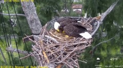 2022-12-26 23_24_36-Wildlife Rescue of Dade County Eagle Nest Cam - YouTube – Maxthon.jpg