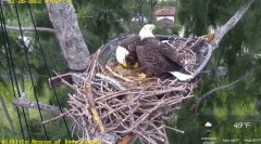 2022-12-26 23_24_45-Wildlife Rescue of Dade County Eagle Nest Cam - YouTube – Maxthon.jpg